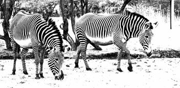 Black and white - бесплатный image #366015